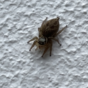 Maratus griseus at Canberra, ACT - 30 Jan 2023