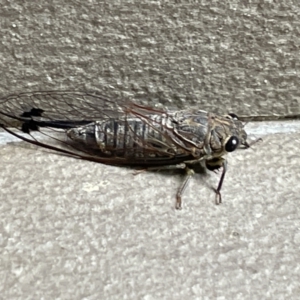 Galanga labeculata at Braddon, ACT - 29 Jan 2023