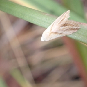 Eublemma inconspicua at Murrumbateman, NSW - 2 Feb 2023 05:08 PM