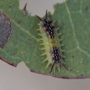 Doratifera quadriguttata at Molonglo Valley, ACT - 31 Jan 2023