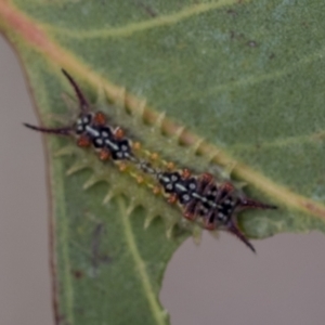 Doratifera quadriguttata at Molonglo Valley, ACT - 31 Jan 2023