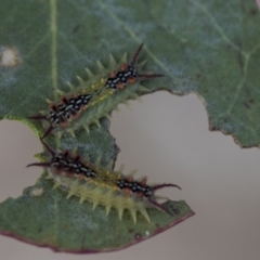 Doratifera quadriguttata at Molonglo Valley, ACT - 31 Jan 2023