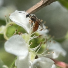 Homalictus brisbanensis (Native Bee) at Broulee Moruya Nature Observation Area - 2 Feb 2023 by PeterA