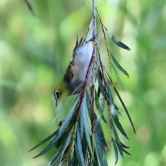 Zosterops lateralis (Silvereye) at Wodonga Regional Park - 27 Jan 2023 by KylieWaldon