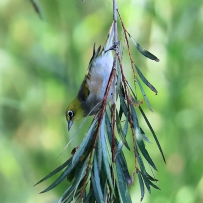 Zosterops lateralis (Silvereye) at Wodonga - 27 Jan 2023 by KylieWaldon