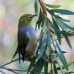 Zosterops lateralis at Killara, VIC - 28 Jan 2023 09:35 AM