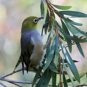 Zosterops lateralis at Killara, VIC - 28 Jan 2023