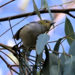 Zosterops lateralis at Killara, VIC - 28 Jan 2023 09:35 AM