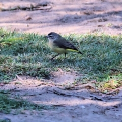 Acanthiza chrysorrhoa (Yellow-rumped Thornbill) at Bandiana, VIC - 28 Jan 2023 by KylieWaldon