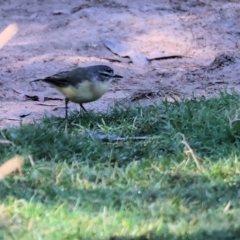 Acanthiza chrysorrhoa at Bandiana, VIC - 28 Jan 2023