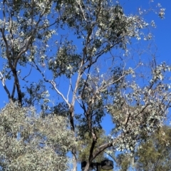 Callocephalon fimbriatum (Gang-gang Cockatoo) at Pialligo, ACT - 2 Feb 2023 by JimL