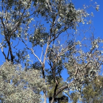 Callocephalon fimbriatum (Gang-gang Cockatoo) at Pialligo, ACT - 2 Feb 2023 by JimL