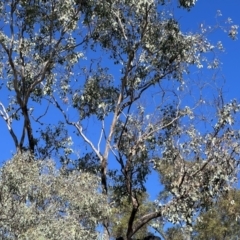 Callocephalon fimbriatum at Pialligo, ACT - suppressed