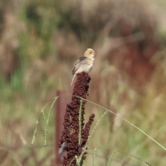 Cisticola exilis (Golden-headed Cisticola) at Wodonga - 27 Jan 2023 by KylieWaldon