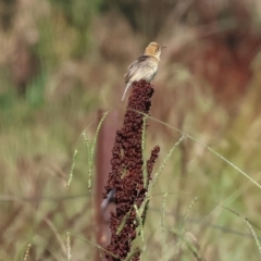 Cisticola exilis at Killara, VIC - 28 Jan 2023 09:41 AM