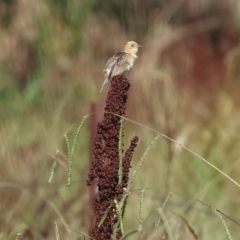 Cisticola exilis at Killara, VIC - 28 Jan 2023 09:41 AM
