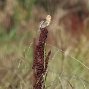 Cisticola exilis at Killara, VIC - 28 Jan 2023 09:41 AM