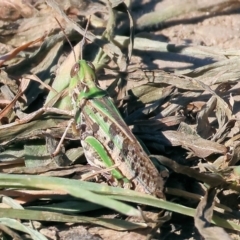 Austroicetes sp. (genus) (A grasshopper) at Wodonga Regional Park - 27 Jan 2023 by KylieWaldon