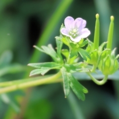 Geranium sp. (Geranium) at Wodonga - 27 Jan 2023 by KylieWaldon