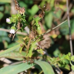 Geranium sp. at Killara, VIC - 28 Jan 2023