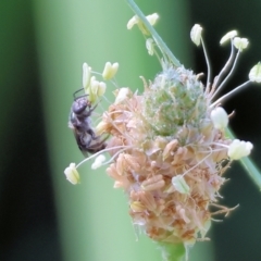 Unidentified Bee (Hymenoptera, Apiformes) at Killara, VIC - 28 Jan 2023 by KylieWaldon