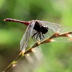 Diplacodes melanopsis (Black-faced Percher) at Killara, VIC - 28 Jan 2023 by KylieWaldon