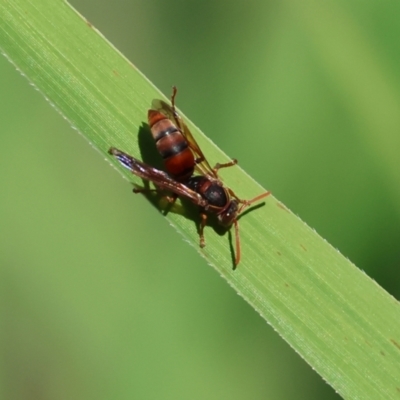 Polistes (Polistella) humilis (Common Paper Wasp) at Wodonga Regional Park - 27 Jan 2023 by KylieWaldon