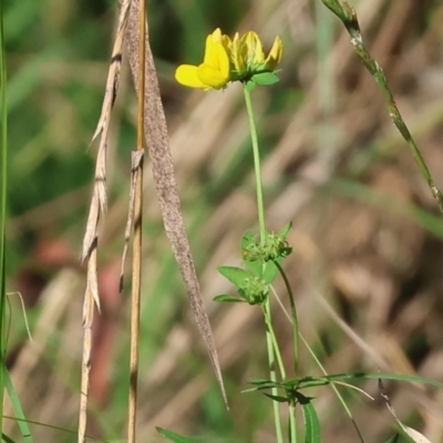 Lotus sp. (Trefoil) at Killara, VIC - 28 Jan 2023 by KylieWaldon