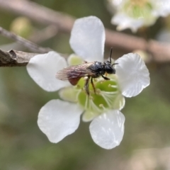 Exoneura sp. (genus) (A reed bee) at Broulee Moruya Nature Observation Area - 2 Feb 2023 by PeterA