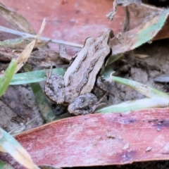 Crinia sp. (genus) (A froglet) at Wodonga Regional Park - 27 Jan 2023 by KylieWaldon