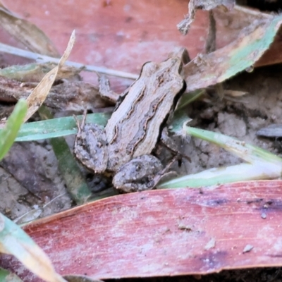 Crinia sp. (genus) (A froglet) at Bandiana, VIC - 28 Jan 2023 by KylieWaldon