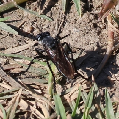 Apothechyla carbo (A robber fly) at Killara, VIC - 28 Jan 2023 by KylieWaldon