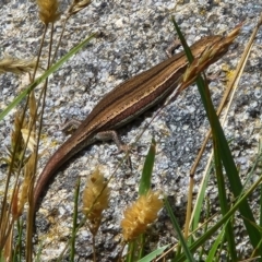 Pseudemoia entrecasteauxii (Woodland Tussock-skink) at Kosciuszko National Park - 2 Feb 2023 by NathanaelC