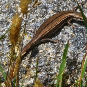 Pseudemoia entrecasteauxii at Wilsons Valley, NSW - 2 Feb 2023 02:28 PM