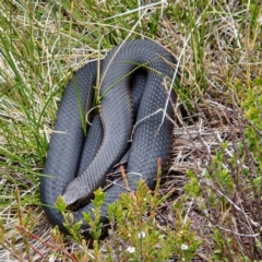 Austrelaps ramsayi (Highlands Copperhead) at Wilsons Valley, NSW - 2 Feb 2023 by NathanaelC