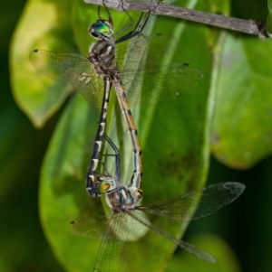 Hemicordulia australiae at Penrose, NSW - 2 Feb 2023