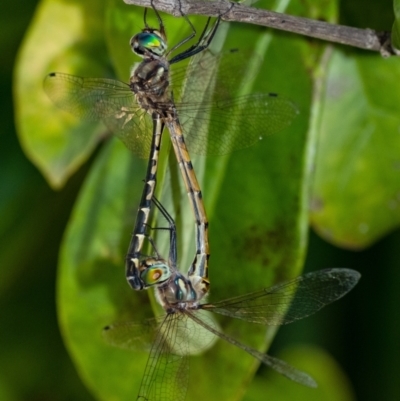 Hemicordulia australiae (Australian Emerald) at Penrose - 2 Feb 2023 by Aussiegall