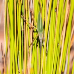 Mastigapha crassicornis at Wingecarribee Local Government Area - 31 Jan 2023 by Aussiegall