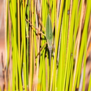 Narea kungaree at Penrose, NSW - suppressed