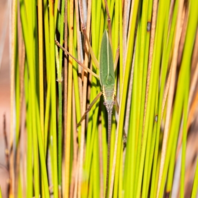 Mastigapha crassicornis at Penrose - 31 Jan 2023 by Aussiegall