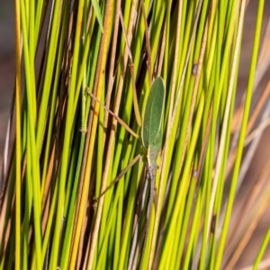 Narea kungaree at Penrose, NSW - suppressed