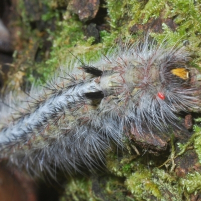 Anthela (genus) immature (Unidentified Anthelid Moth) at Cotter River, ACT - 1 Feb 2023 by Harrisi