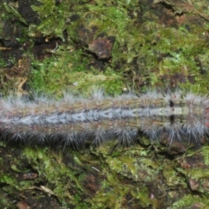Anthela (genus) immature at Cotter River, ACT - 1 Feb 2023