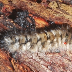 Anthela (genus) immature at Cotter River, ACT - 1 Feb 2023 01:46 PM