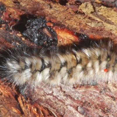 Anthela (genus) immature (Unidentified Anthelid Moth) at Cotter River, ACT - 1 Feb 2023 by Harrisi