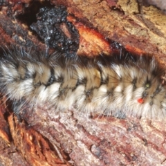 Anthela (genus) immature at Cotter River, ACT - 1 Feb 2023 01:46 PM