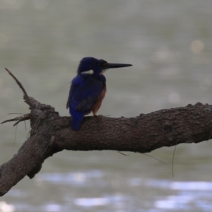 Ceyx azureus at Coree, ACT - 2 Feb 2023