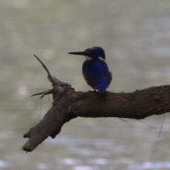 Ceyx azureus at Coree, ACT - 2 Feb 2023