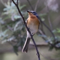 Myiagra rubecula (Leaden Flycatcher) at Cotter Reserve - 2 Feb 2023 by RodDeb