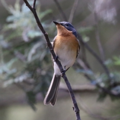 Myiagra rubecula (Leaden Flycatcher) at Cotter Reserve - 2 Feb 2023 by RodDeb